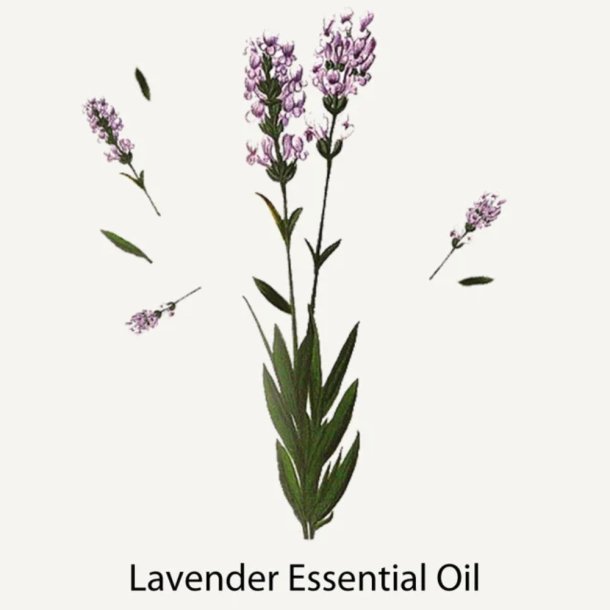  Panier Des Sens relaxing lavendel  h�nd og body s�be