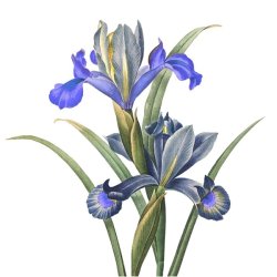 Panier Des Sens bodylotion med blooming iris