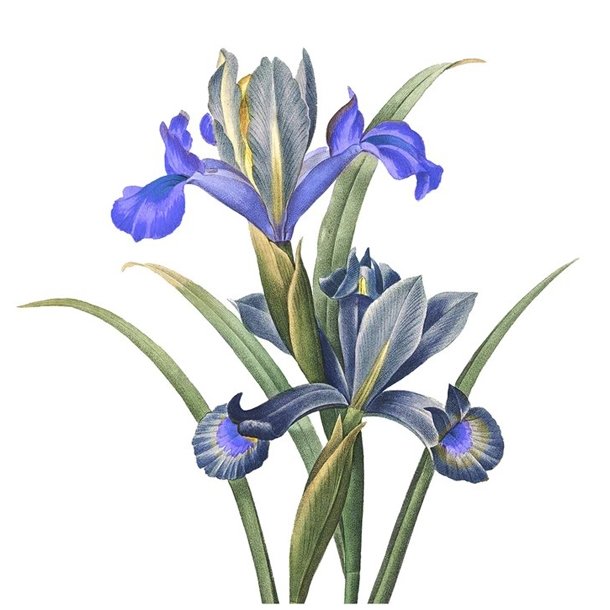 Panier Des Sens bodylotion med blooming iris