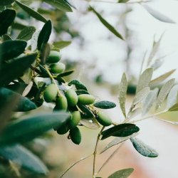 Panier Des Sens oliven marseille sbe