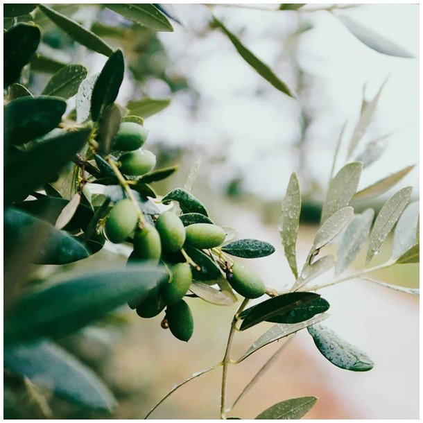 Panier Des Sens oliven marseille sbe